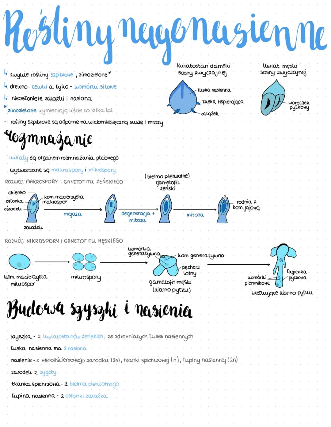 Rośliny nagonasion no
Kwiatostan damski
Sosny zwyczajnej
↳
2wylle rośliny szpilkowe; zimozielone*
↳ drewno- cewui a tylo- komórui sitowe
↳ n