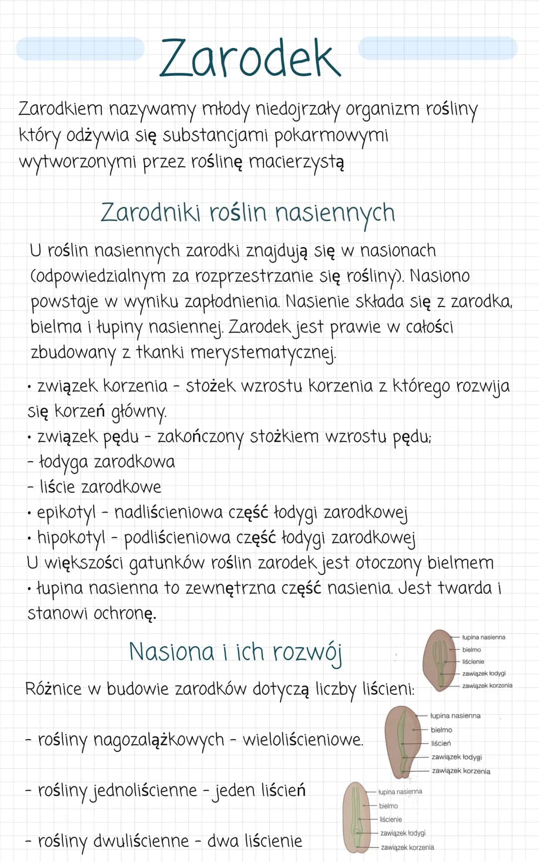 Zarodek
Zarodkiem nazywamy młody niedojrzały organizm rośliny
który odżywia się substancjami pokarmowymi
wytworzonymi przez roślinę macierzy