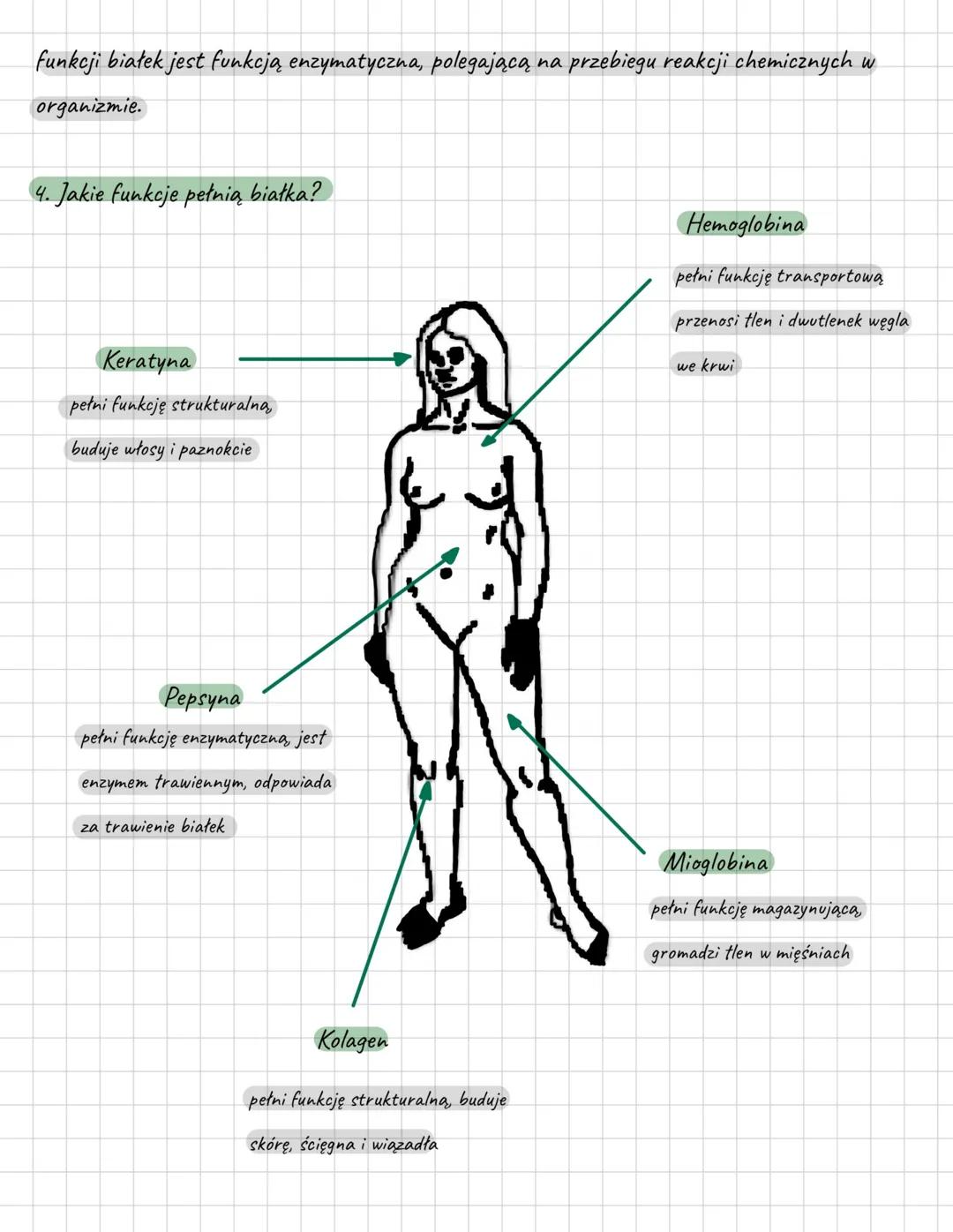 # Białka - budulec życia

1. Jak są zbudowane białka?

- Białka są polimerami zbudowanymi z 20 różnych rodzajów aminokwasów. Wszystkie białk