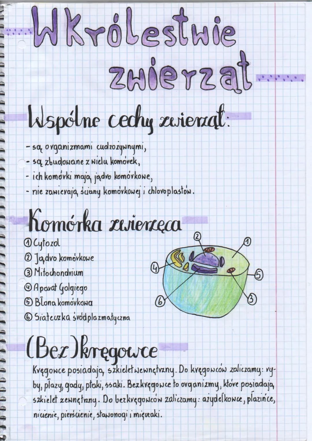 Wkrólestwie
Zwierzat
Wspólne cechy zwierzat:
- są organizmami cudzozywnymi,
są zbudowane zwielu komovek,
ich komórki mają jądro komórkowe,
-