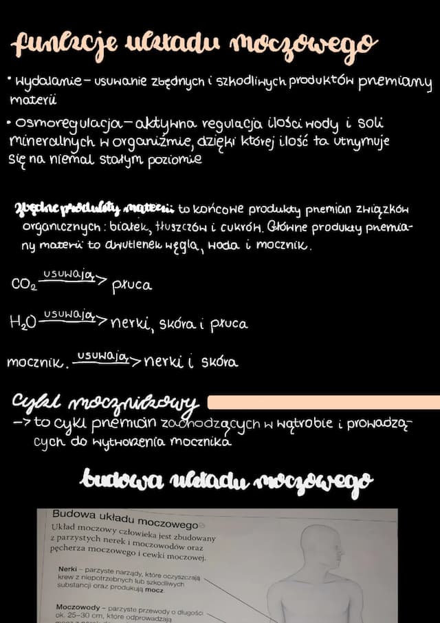 Know Notatka biologia układ moczowy thumbnail