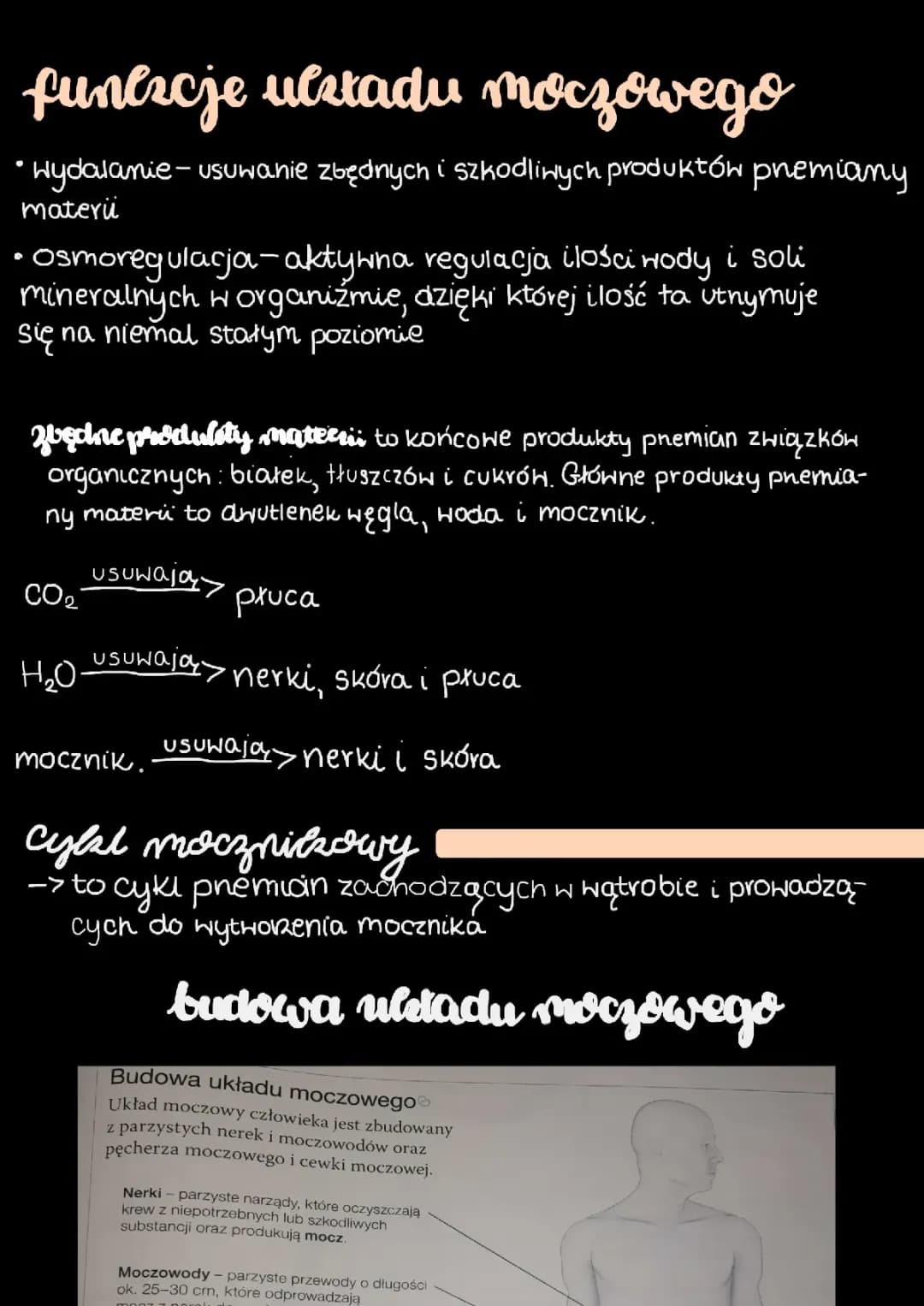 Notatka biologia układ moczowy