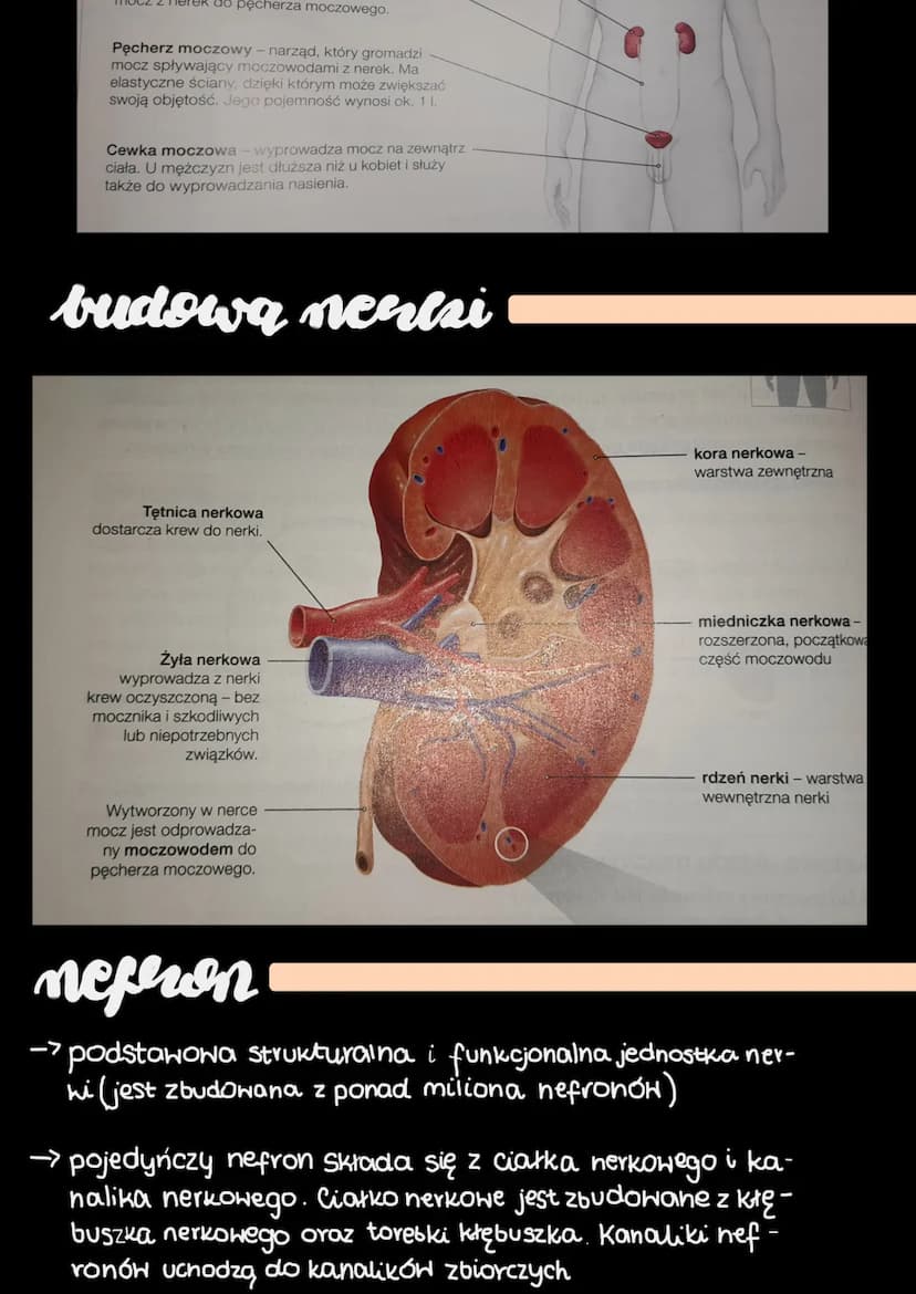 funcscje ulstadu moczowego
• Wydalanie - usuwanie zbędnych i szkodliwych produktów premiany
materi
●
· Osmoregulacja-aktywna regulacja ilośc