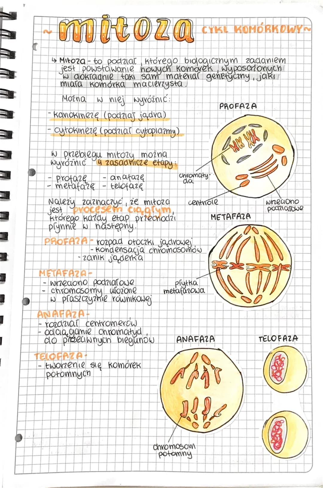 mitoza
↳ Mitoza - to podział, którego biologicznym zadaniem
jest powstawanie nowych komorek, wyposcrionych
w dokładnie taki sam material gen