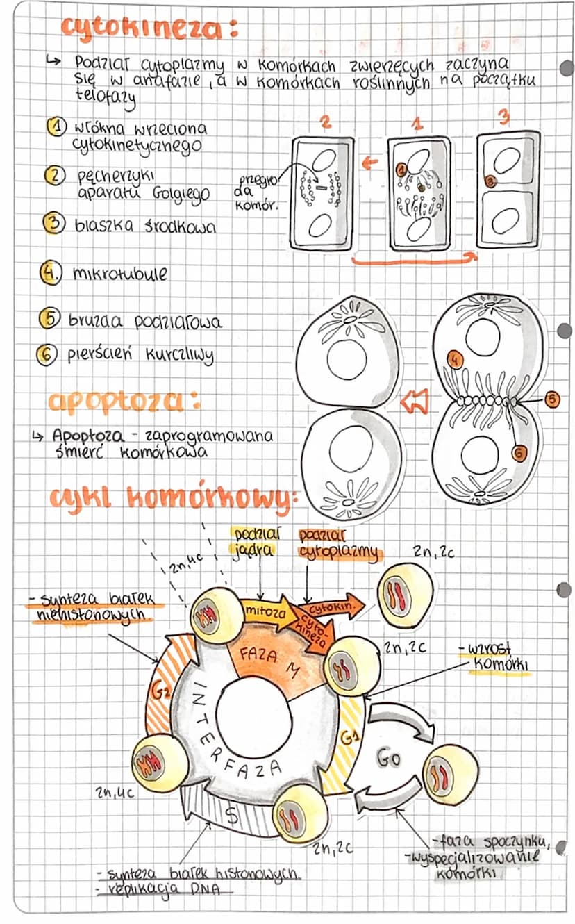 mitoza
↳ Mitoza - to podział, którego biologicznym zadaniem
jest powstawanie nowych komorek, wyposcrionych
w dokładnie taki sam material gen