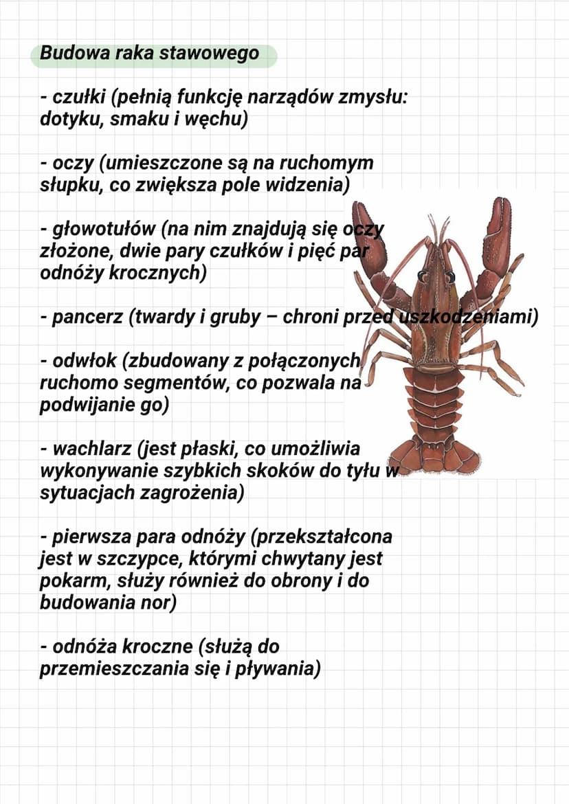 DZIAŁ III STAWONOGI I MIĘCZAKI
Co to jest staw?
To ruchome połączenie części
szkieletu
Gdzie żyją stawonogi?
Stawonogi żyją prawie we wszyst