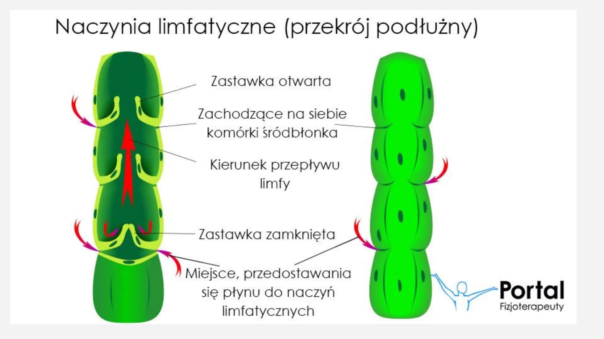 Układ
limfatyczny Budowa Migdałek
podniebienr
Grasica
Śledzior
Węzeł
chłonr
Naczynie
chłonne
Grasica
Węzły chłonne
pachowe
Przewód
piersiowy