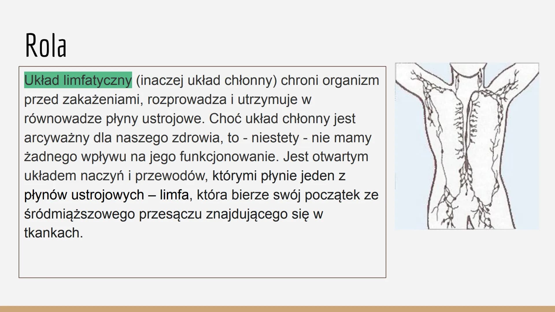 Układ
limfatyczny Budowa Migdałek
podniebienr
Grasica
Śledzior
Węzeł
chłonr
Naczynie
chłonne
Grasica
Węzły chłonne
pachowe
Przewód
piersiowy