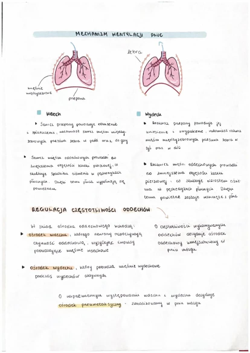 со,
L -
CO₂
CO₂
COL
ооооо
Budowa i funkcje układu oddechowego
L
Ог
.
Ог
mitochondrium
наслуша
K&WHORDERC
Laser
+ 0₂
CO2 + H2
дикога
bleu
ATP