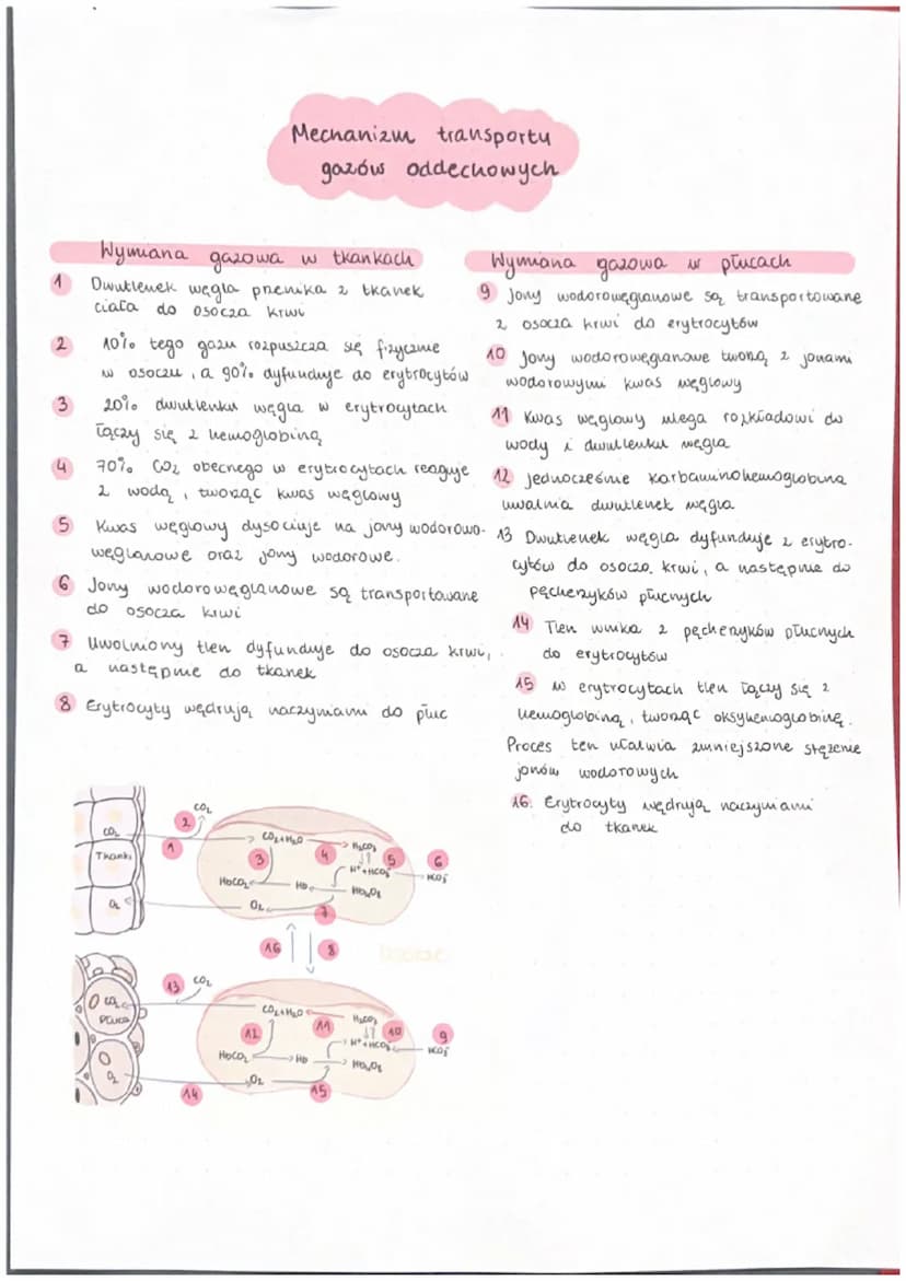 со,
L -
CO₂
CO₂
COL
ооооо
Budowa i funkcje układu oddechowego
L
Ог
.
Ог
mitochondrium
наслуша
K&WHORDERC
Laser
+ 0₂
CO2 + H2
дикога
bleu
ATP