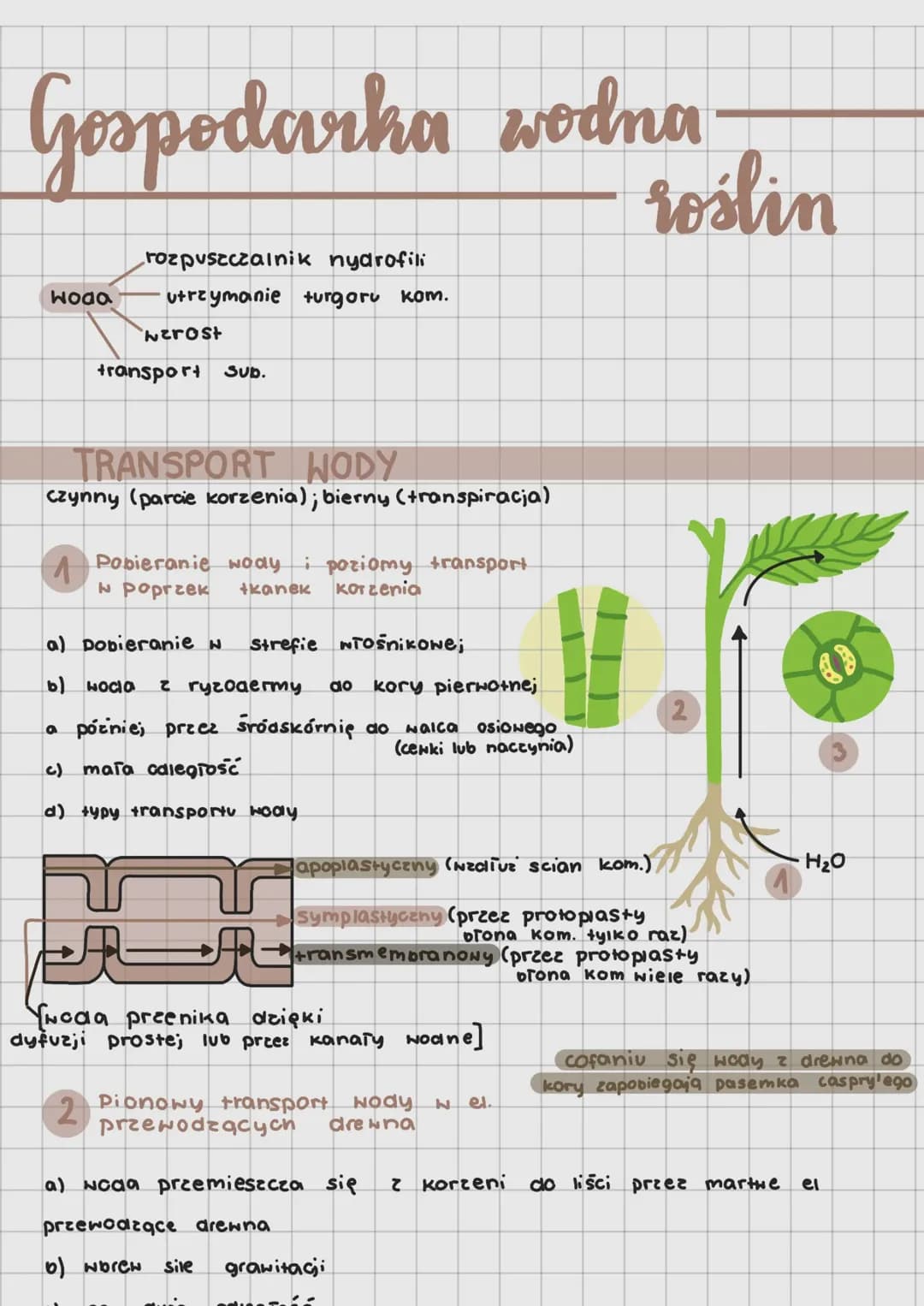 Gospodarka wodna roślin 
