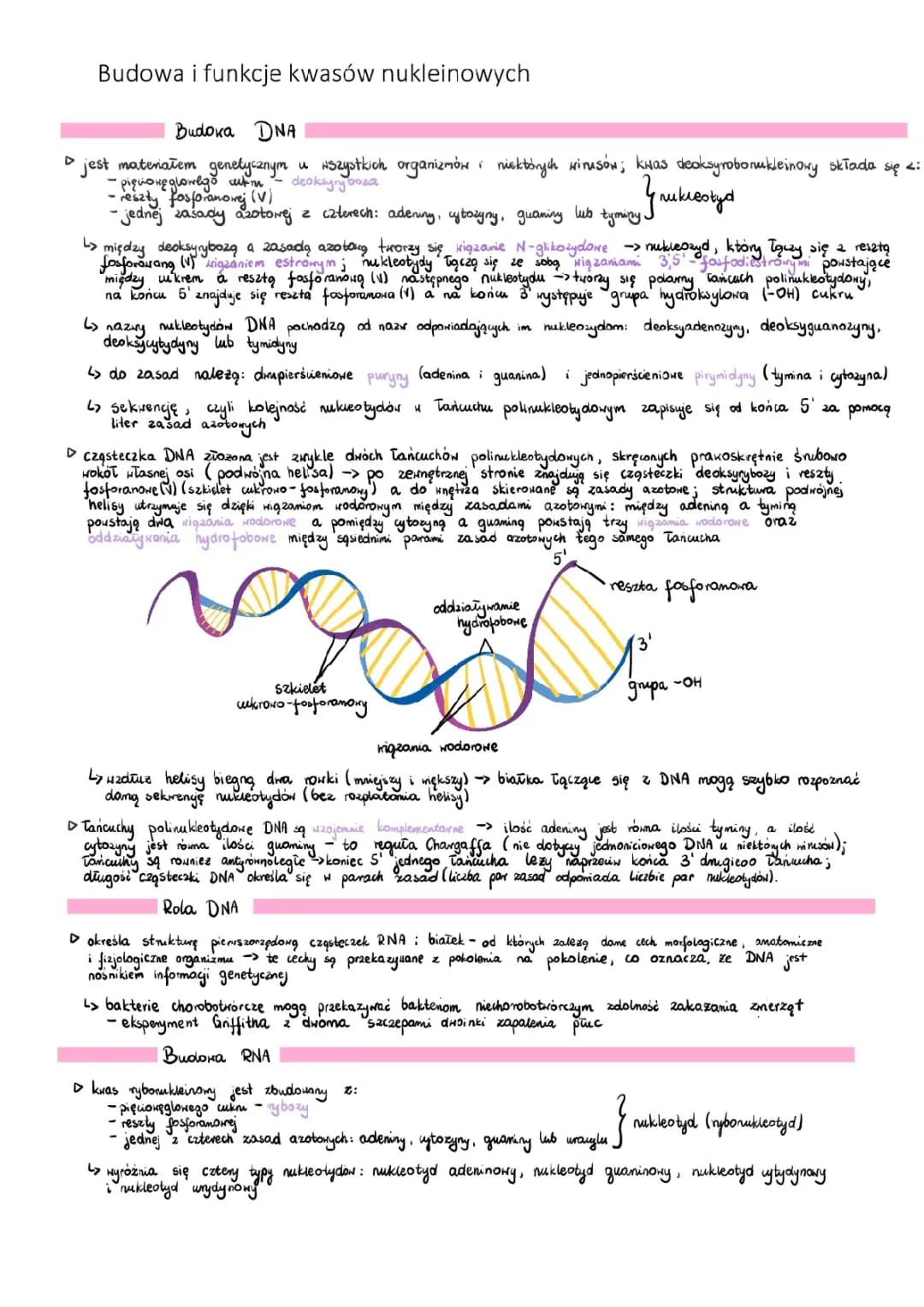 Budowa i różnice DNA i RNA - dla dzieci