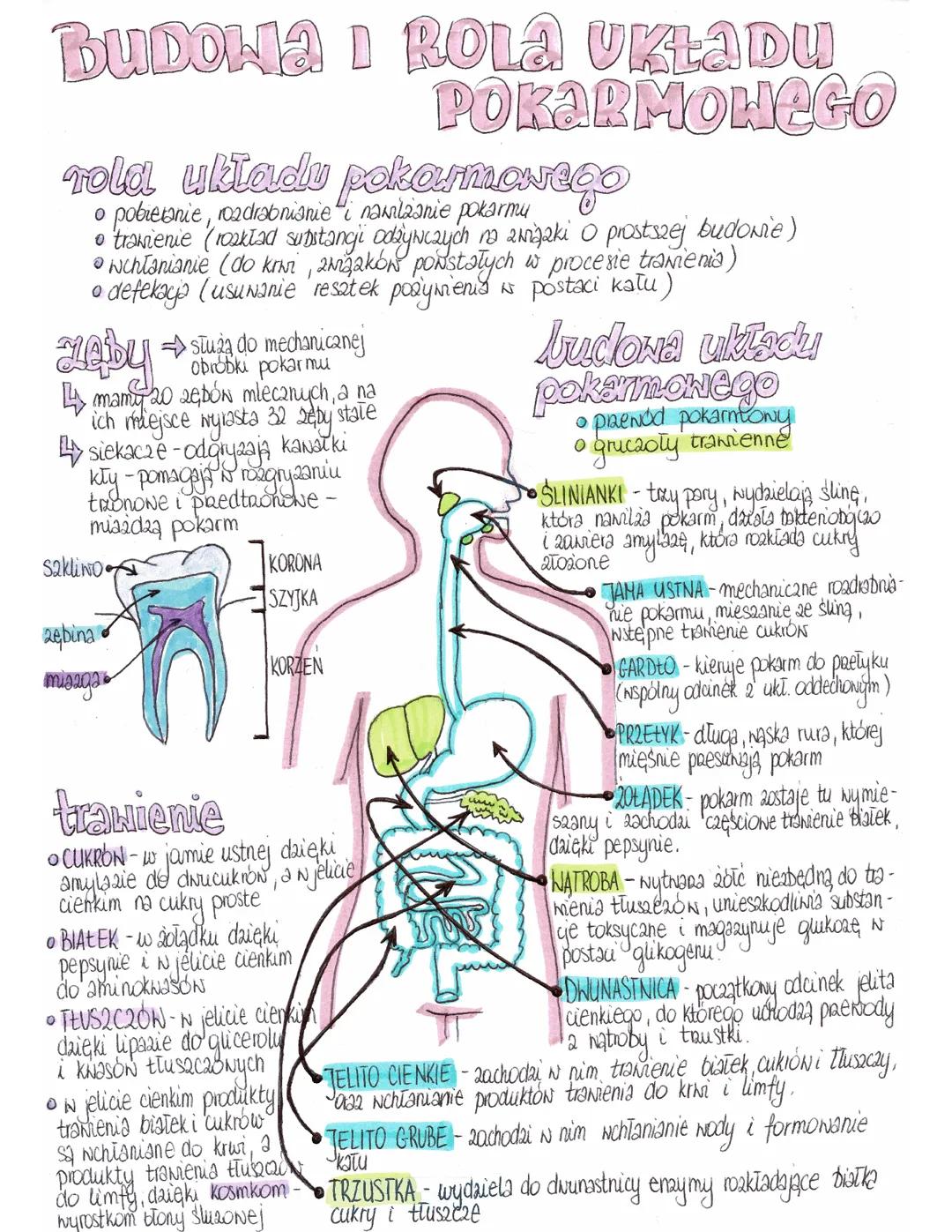 Budowa i rola układu pokarmowego