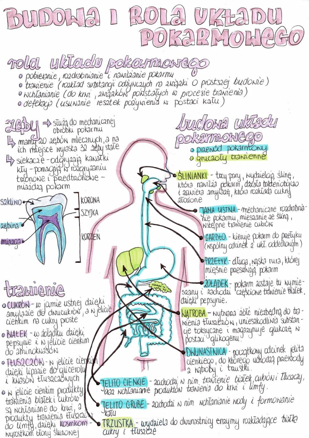 BUDOHA I ROLA UKŁADU
POKARMOWEGO
Tola układu pokarmasego
。 pobieranie, rozdrabnianie i nawilzanie pokarmu.
。 trawienie (rozkład substancji o