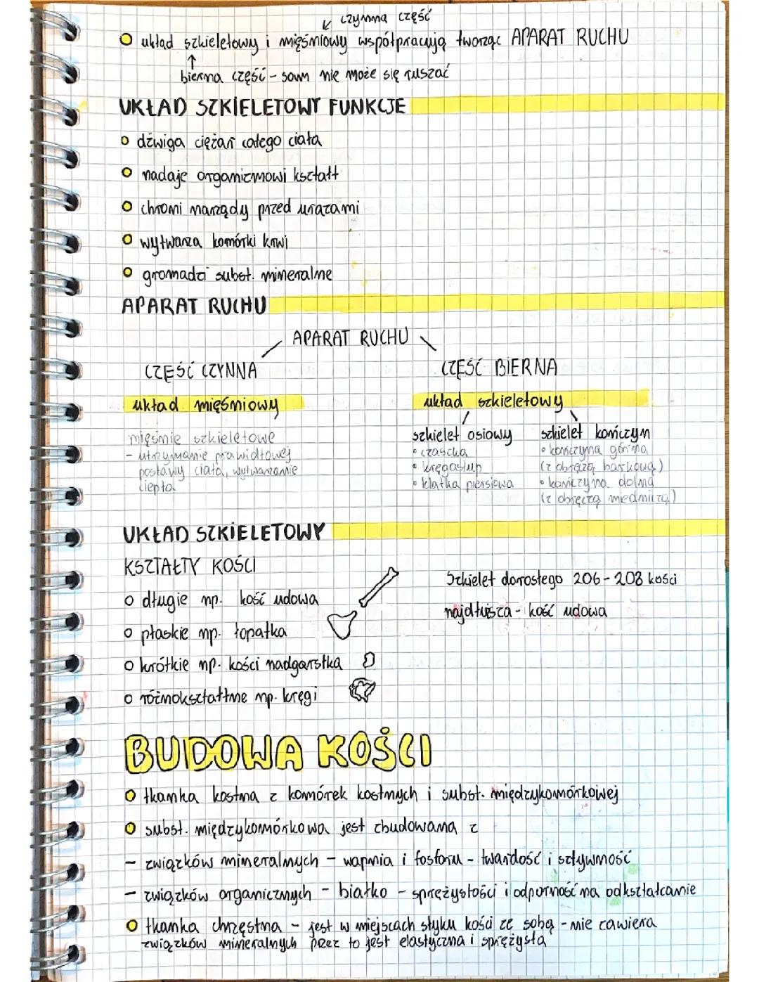 Układ Szkieletowy Człowieka: Przewodnik