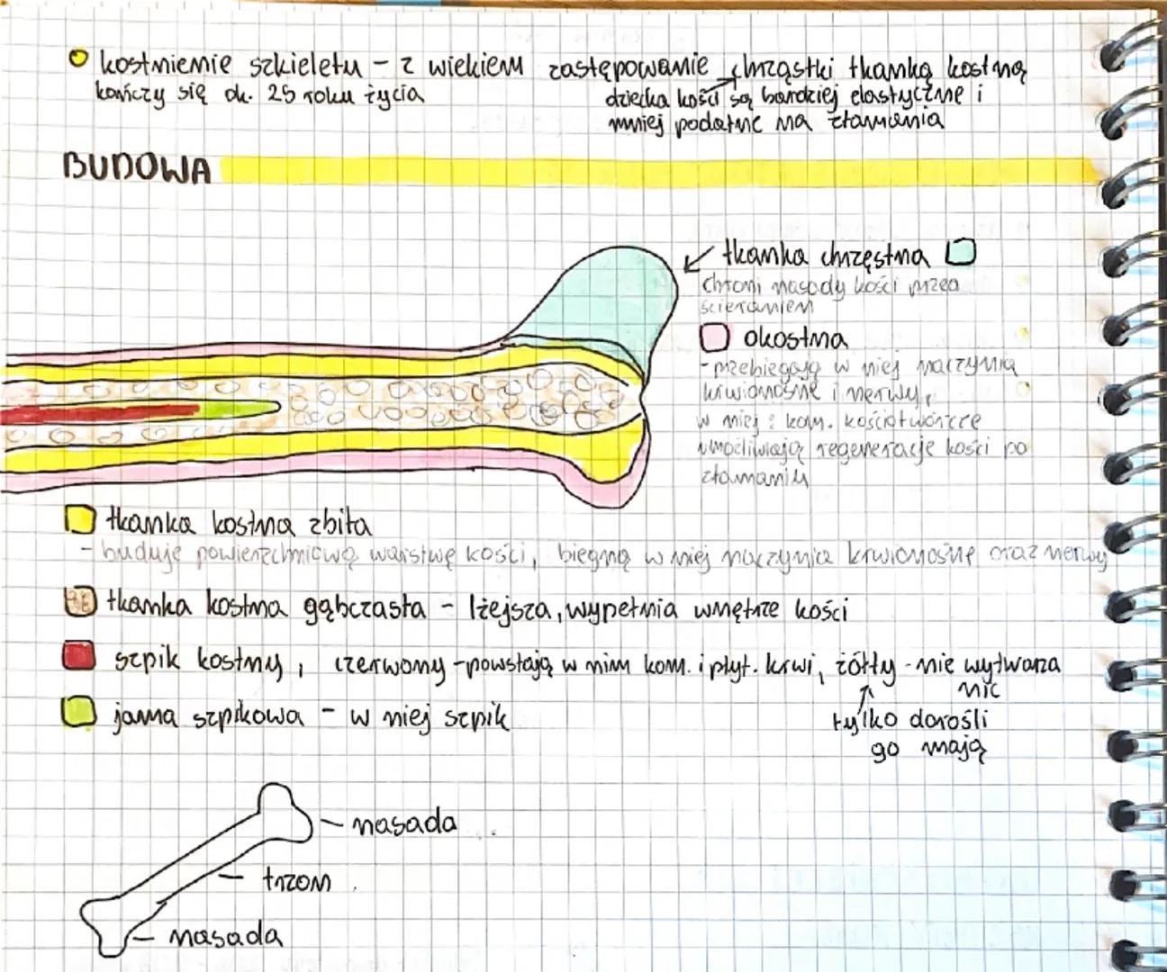 к сгушта съедс
O układ szkieletowy i mięśniowy współpracują tworząc APARAT RUCHU
bierna część - sown nie może się ruszać
UKŁAD SZKIELETOWY F