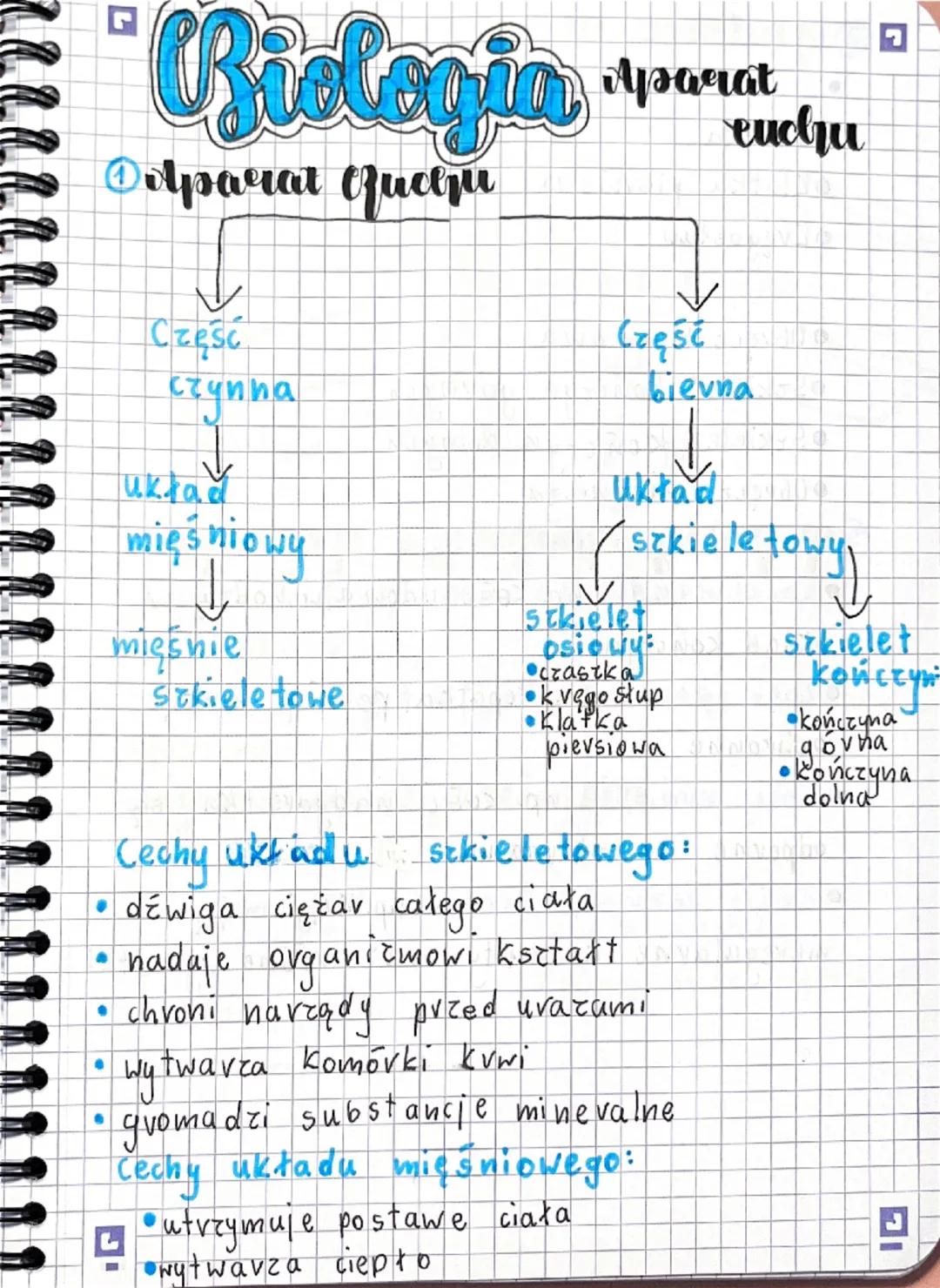 Biologia: Budowa i Funkcje Aparatu Ruchu (Szkielet)