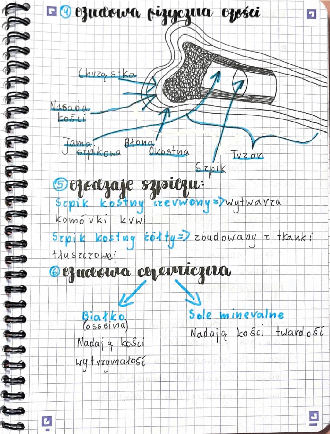 # Biologia Marat

euchu

# Aparat Quchu

Częśc

(zęśί

счуппа

bievna

układ

mięśniowy

Układ

szkieletowy

5tkielet

mięśnie

osiolys

Szk