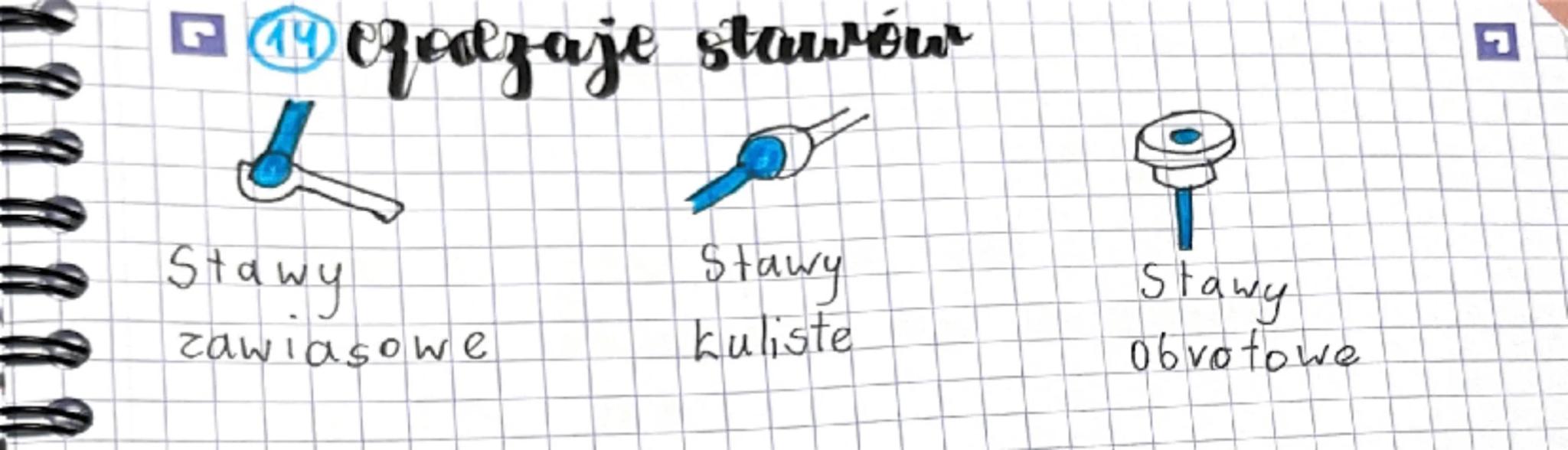 # Biologia Marat

euchu

# Aparat Quchu

Częśc

(zęśί

счуппа

bievna

układ

mięśniowy

Układ

szkieletowy

5tkielet

mięśnie

osiolys

Szk