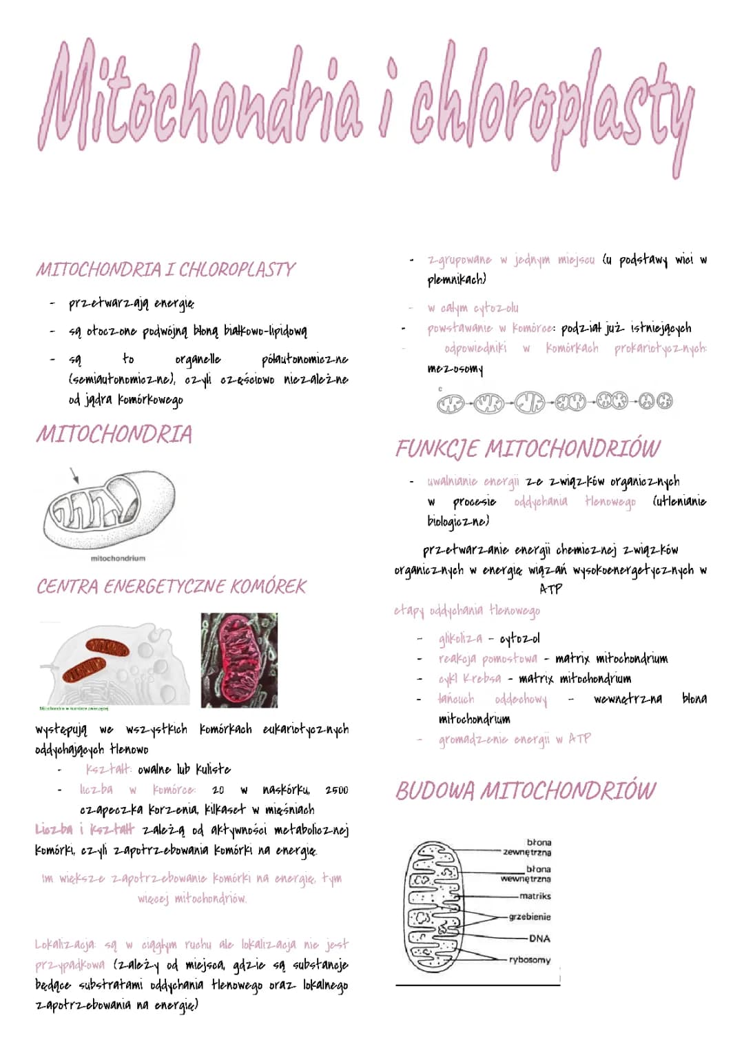 Mitochondria i Plastydy: Co to jest i jakie mają funkcje?