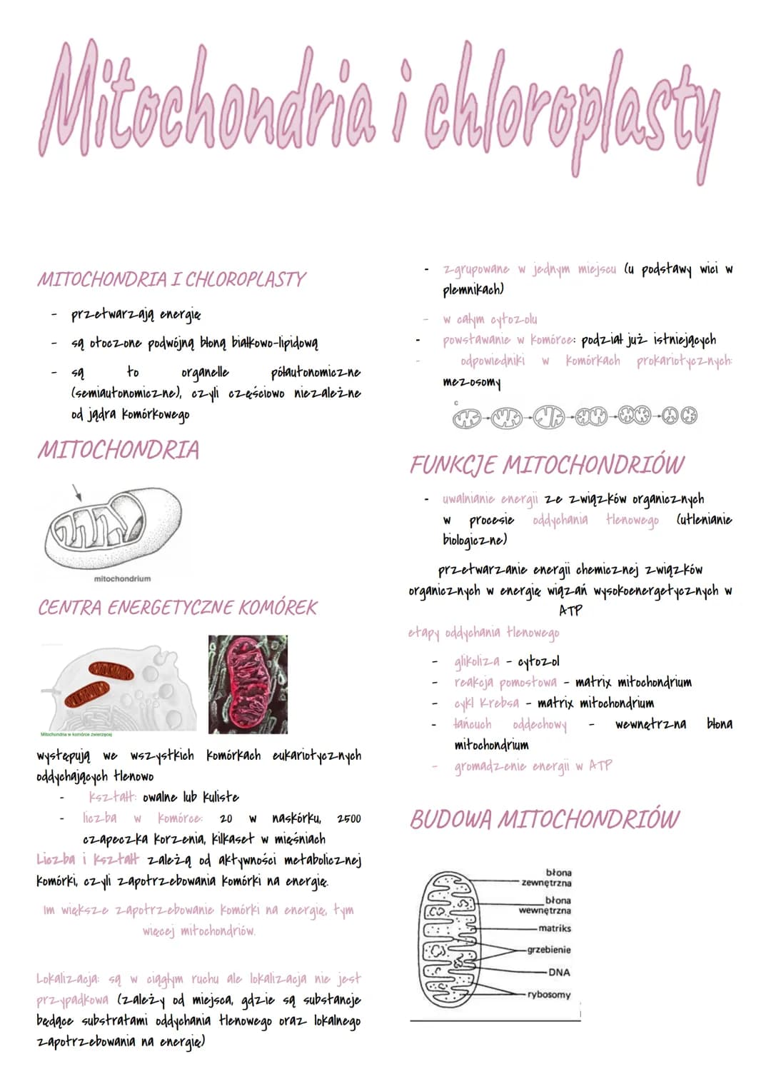 Mitochondria i chloroplasty
MITOCHONDRIA I CHLOROPLASTY
przetwarzają energie
są otoczone podwójną błoną białkowo-lipidową
sq
to
organelle pó