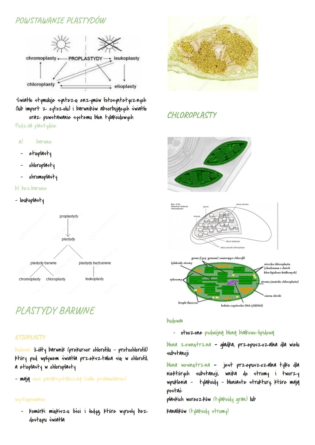 Mitochondria i chloroplasty
MITOCHONDRIA I CHLOROPLASTY
przetwarzają energie
są otoczone podwójną błoną białkowo-lipidową
sq
to
organelle pó