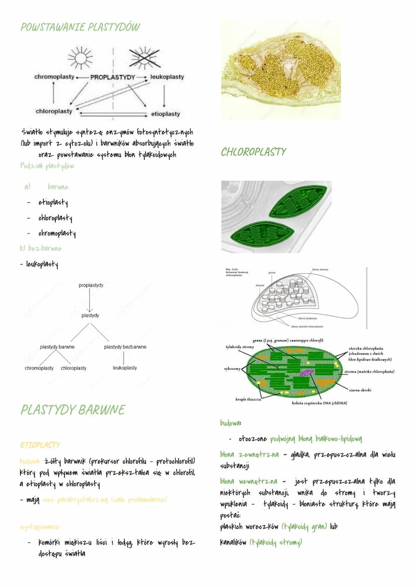 Mitochondria i chloroplasty
MITOCHONDRIA I CHLOROPLASTY
przetwarzają energie
są otoczone podwójną błoną białkowo-lipidową
sq
to
organelle pó