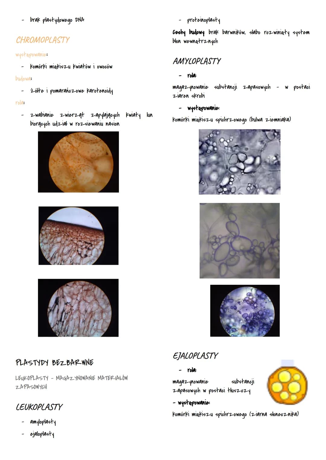 Mitochondria i chloroplasty
MITOCHONDRIA I CHLOROPLASTY
przetwarzają energie
są otoczone podwójną błoną białkowo-lipidową
sq
to
organelle pó