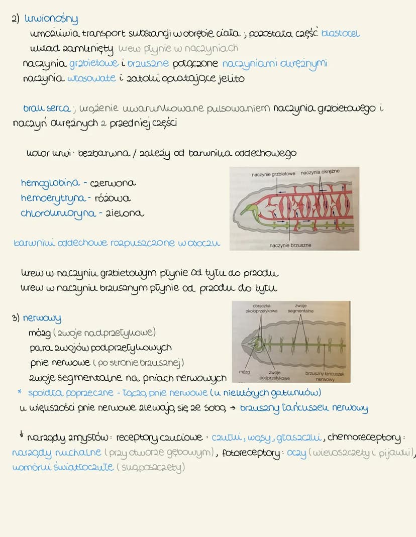 pierzelenice
-Cechy ogólne
żyją w wodach stonych oraz w glebie
nale 20, do nich: wieloszczety, sugposzczety, pijawui
budewa
segmentacja (met