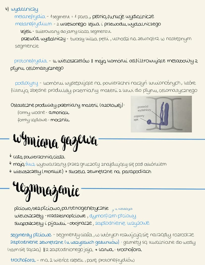pierzelenice
-Cechy ogólne
żyją w wodach stonych oraz w glebie
nale 20, do nich: wieloszczety, sugposzczety, pijawui
budewa
segmentacja (met