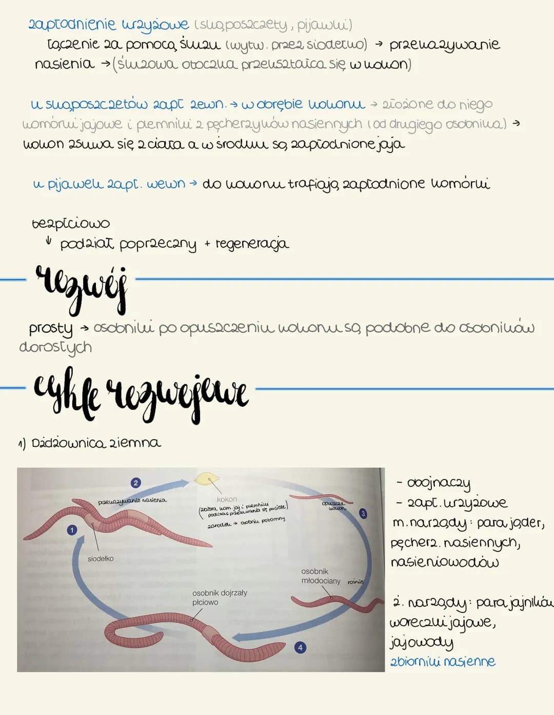 pierzelenice
-Cechy ogólne
żyją w wodach stonych oraz w glebie
nale 20, do nich: wieloszczety, sugposzczety, pijawui
budewa
segmentacja (met