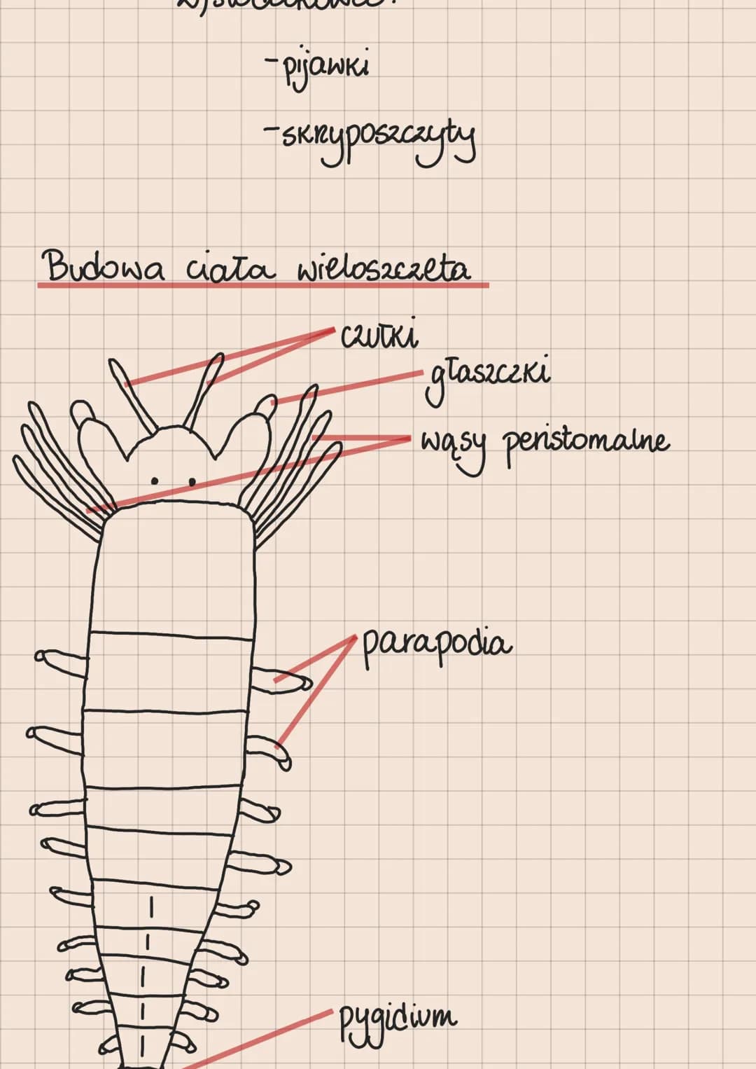 tkanka - zespół komórek o podobnej budowie i
pochodzeniu
RODZAJE TKANEK: nabłonkowa, nerwowa, mięśniowa, łączna
tkanki mięśniowe:
1. Poprzec