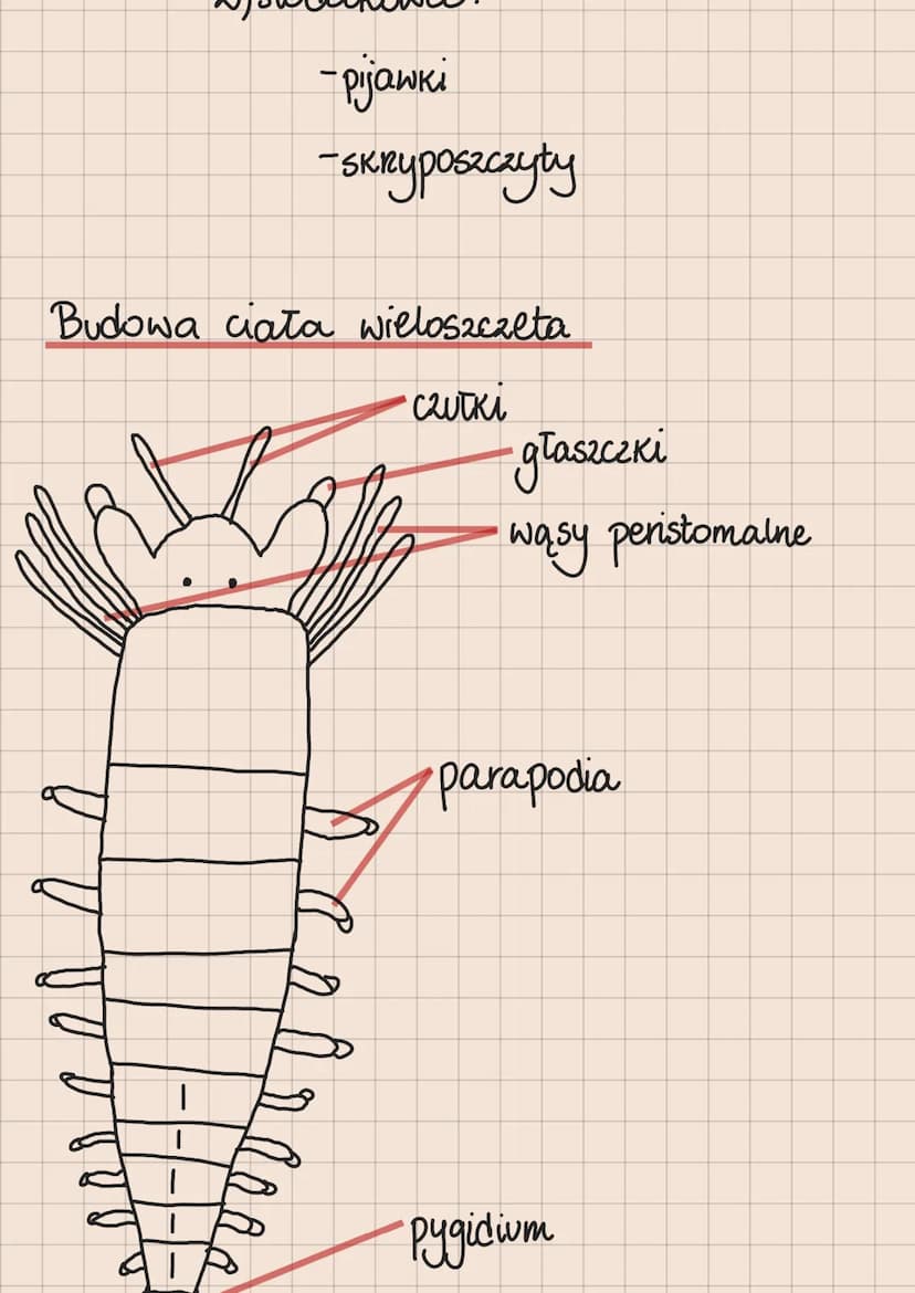 tkanka - zespół komórek o podobnej budowie i
pochodzeniu
RODZAJE TKANEK: nabłonkowa, nerwowa, mięśniowa, łączna
tkanki mięśniowe:
1. Poprzec