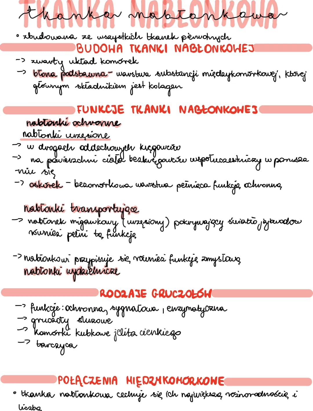 thankar mabtankowar
• zbudowana ze wszystkich tkanek pierwotnych
BUDOWA TKANKI NABŁONKOWEJ
zwarty uktad komórek
->
→ błona podstawna- warstw