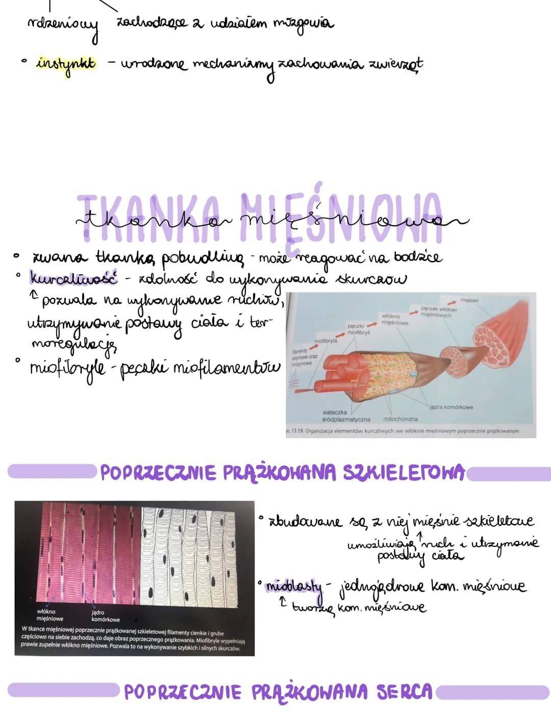 Tkanki zwierzęce - notatki i przewodnik do Biologii PDF