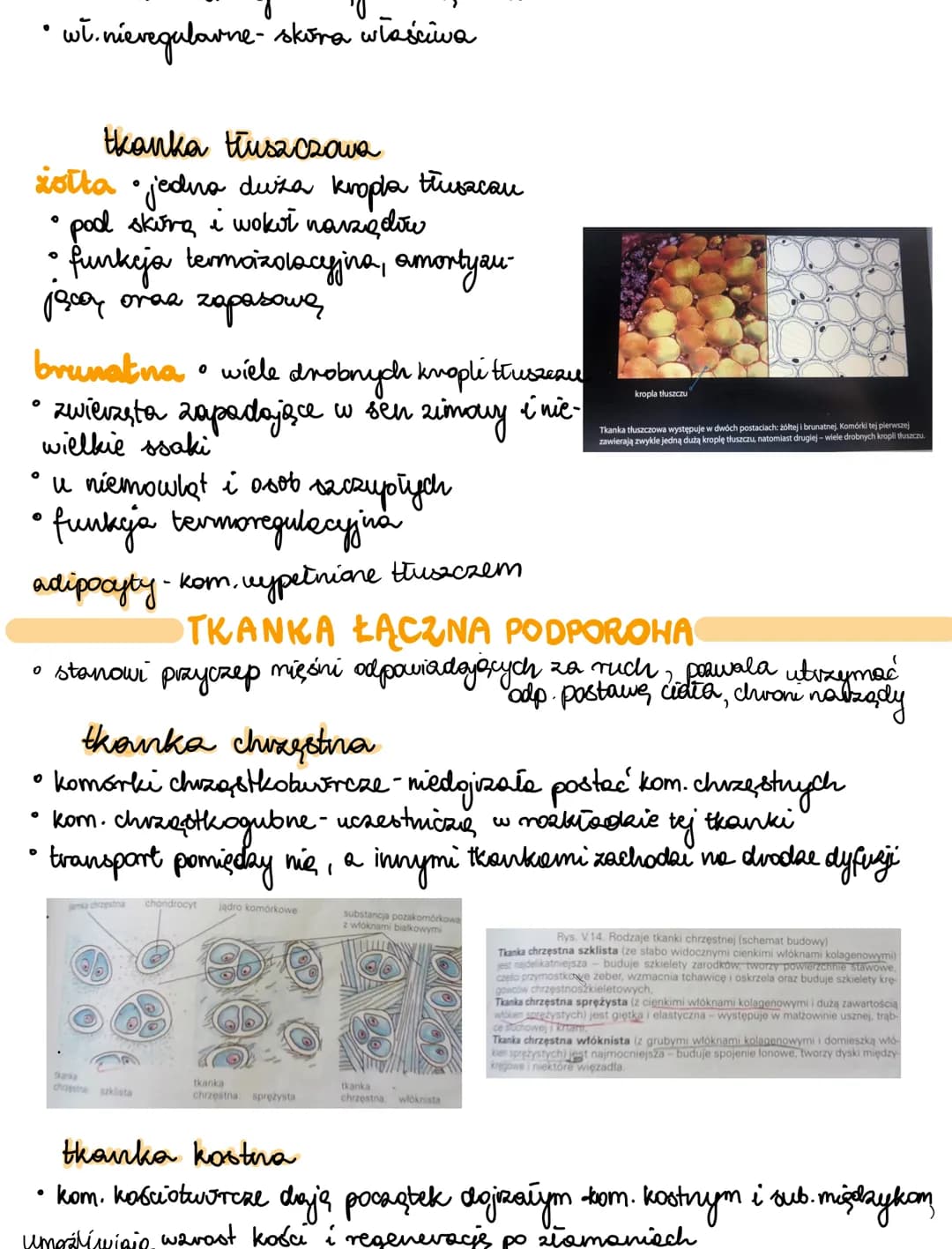 Tkanki zwierzęce - notatki i przewodnik do Biologii PDF