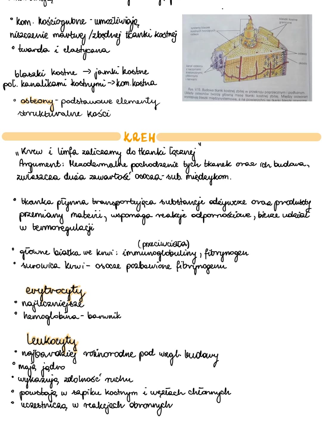 Tkanki zwierzęce - notatki i przewodnik do Biologii PDF