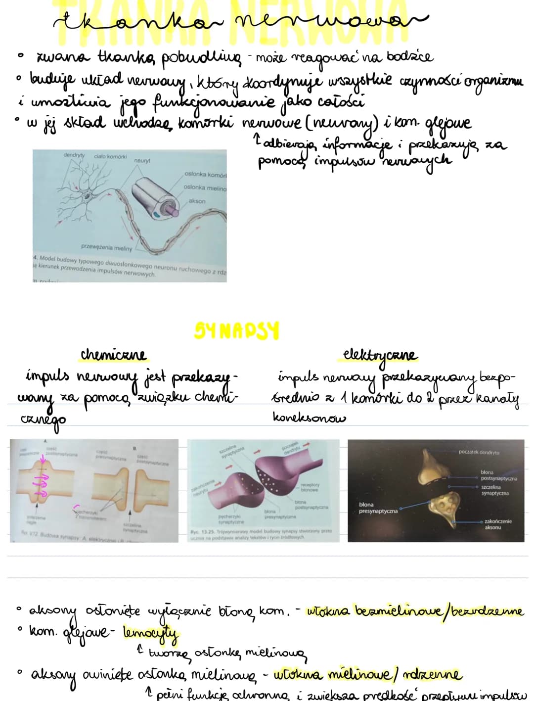 Tkanki zwierzęce - notatki i przewodnik do Biologii PDF