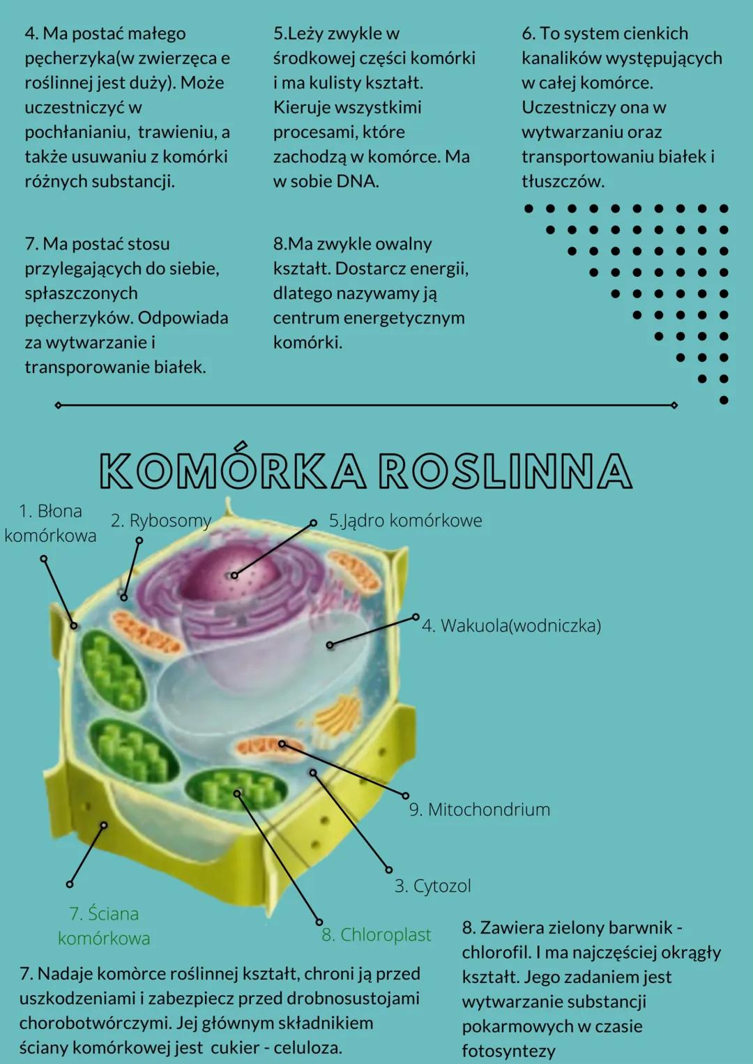 KOMÓRKA BAKTERII
1. Błona komórkowa
4. Zastąpuję ona jądro
komórkowe. Jest zanurzona w
cytozolu
6. Dzięki niej bakteria nie
wysycha m.in. je