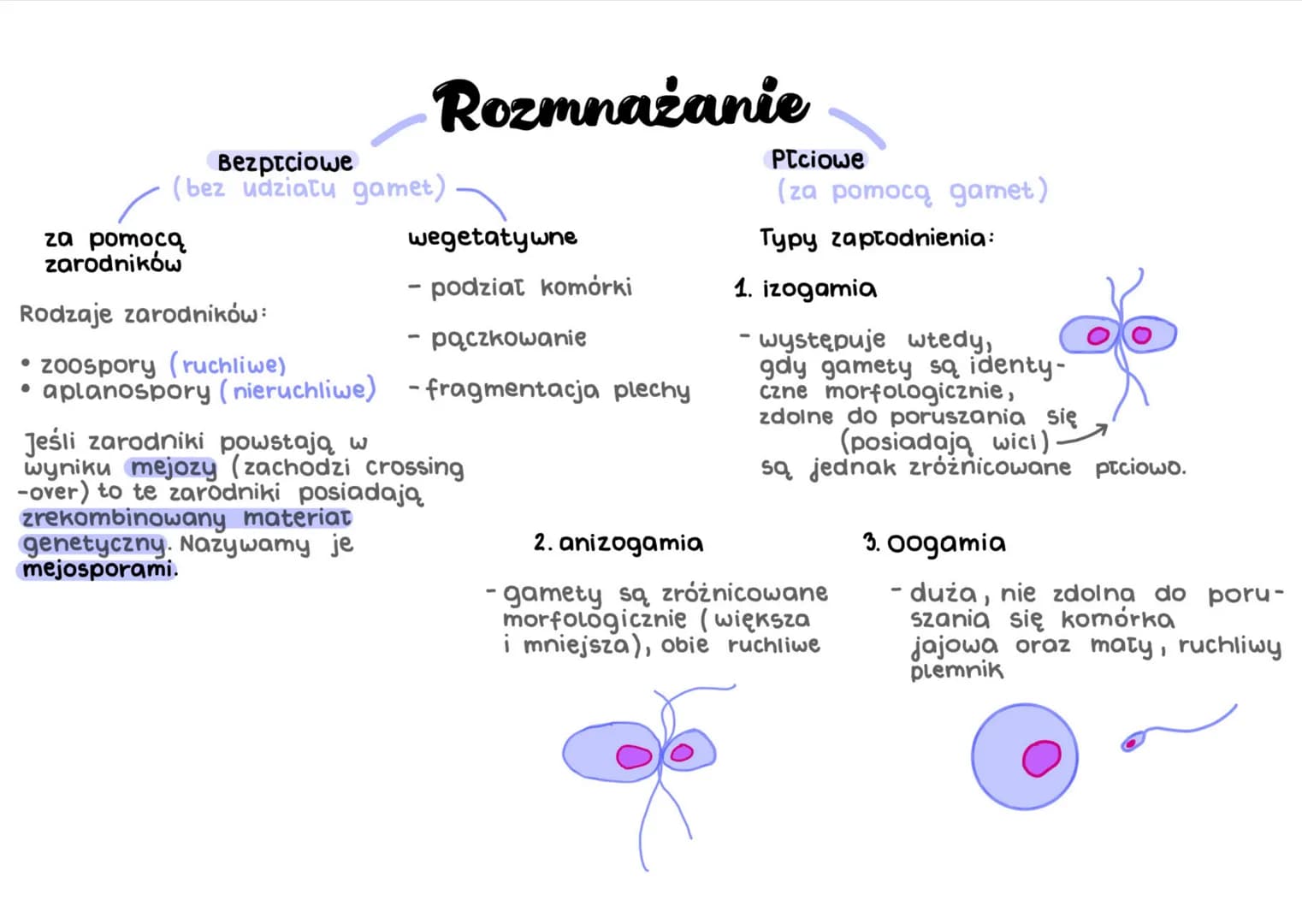 Bezptciowe
(bez udziatu gamet)
za pomocą
zarodników
Rozmnażanie
Rodzaje zarodników:
zoospory (ruchliwe)
• aplanospory (nieruchliwe)
wegetaty