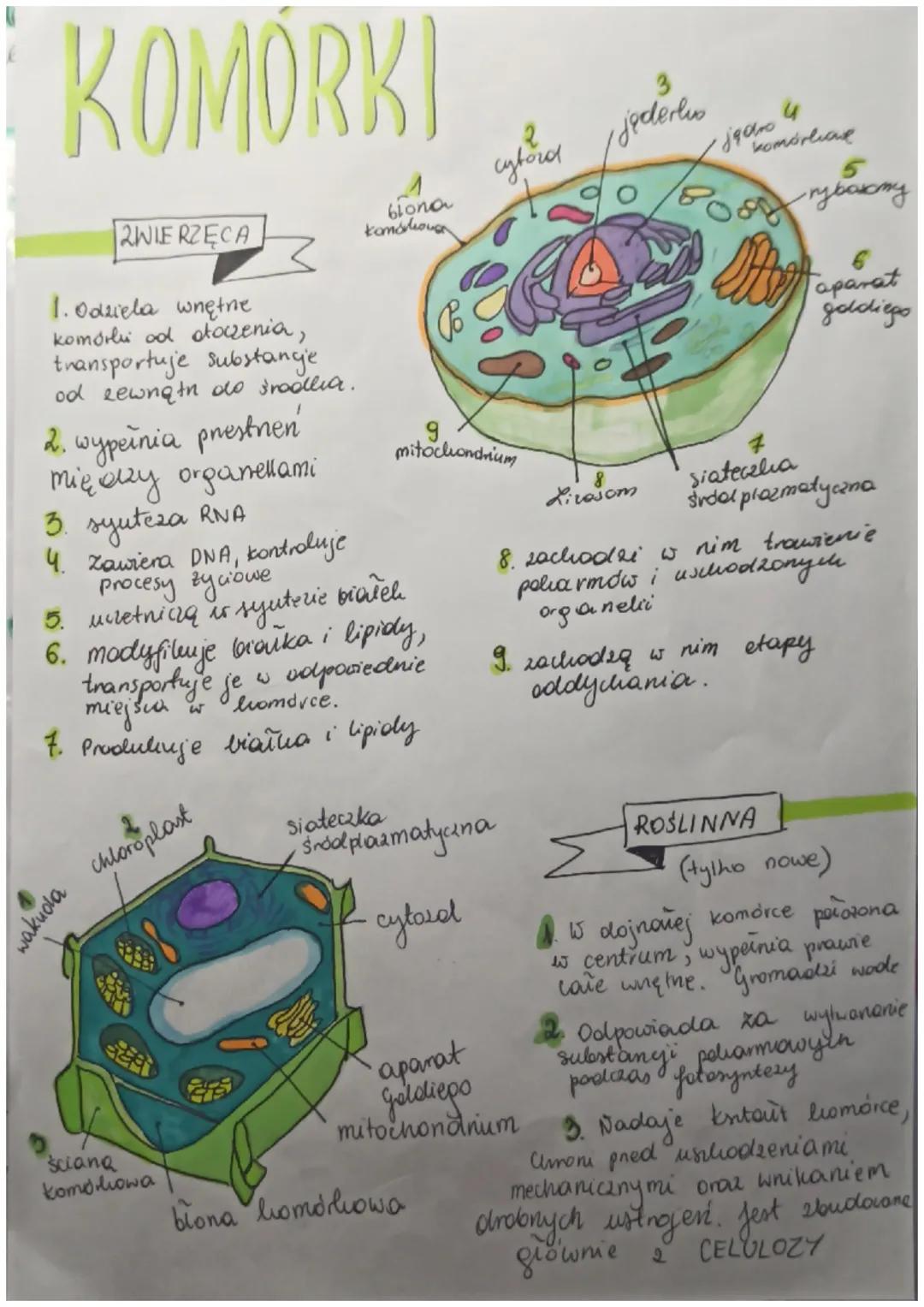 # KOMÓRKI

2WIERZĘCA

blona
Komódioug

1. Odziela wnętne
komórki od otoczenia,
transportuje substange
od rewngth do srodlia.

2. wypeïnia pr