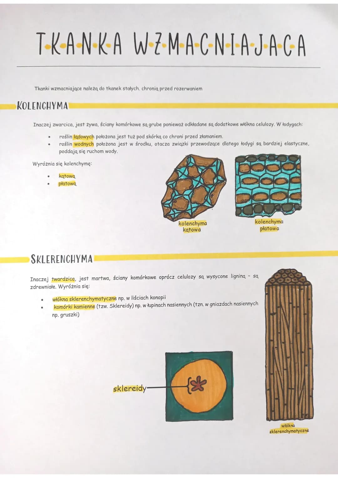 TKANKA WZMACNIAJACA
Tkanki wzmacniające należą do tkanek stałych, chronią przed rozerwaniem
KOLENCHYMA
Inaczej zwarcica, jest żywa, ściany k