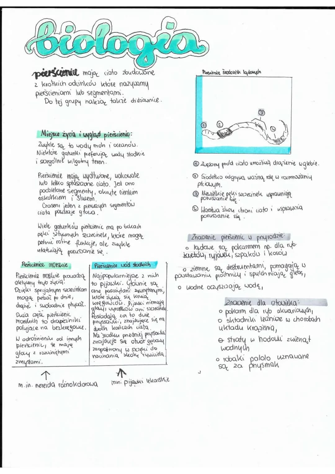 biologica
pierscienie mają ciato zbudowane
z krotkich odcinkou ktore nazywamy
pierscieniami lub segmentami.
Do tej grupy naleza także dżdżow