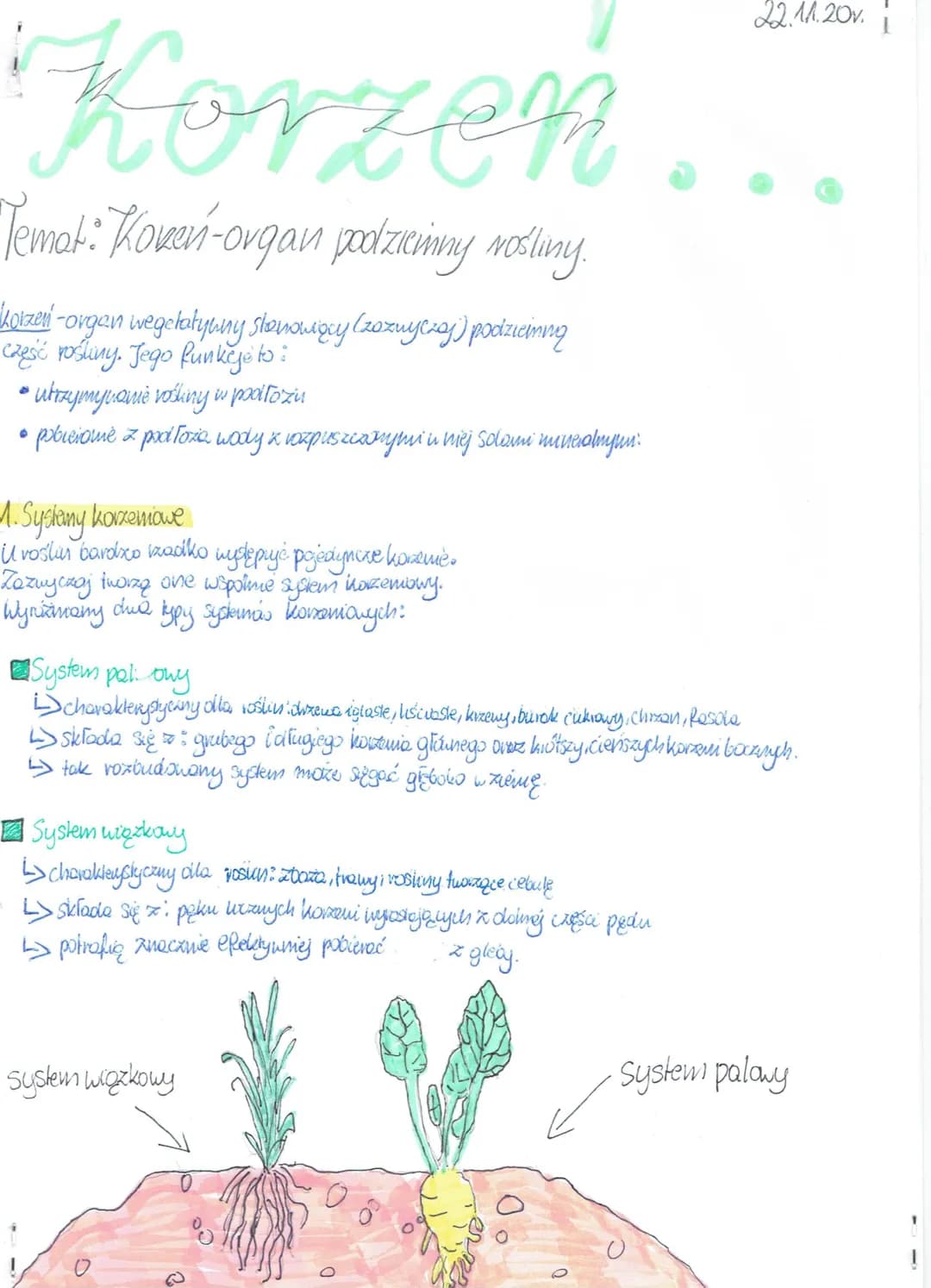 Korzen
Temat: Koren-organ podziemny roślivay.
"Lotzen" -organ wegetatywny stanowiący (zoznyczaj) podziciming
cześć rośliny. Jego funkcje to: