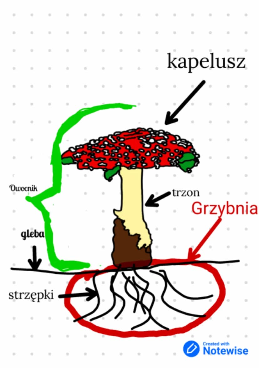 Budowa i
różnorodnoś
grzybów.
Grzyby
Jednokomórkowe Wielokomórkowe
•Drozdze
•plesniak bialy
•opienka
•pieczarka
muchomor czerwony
Created wi