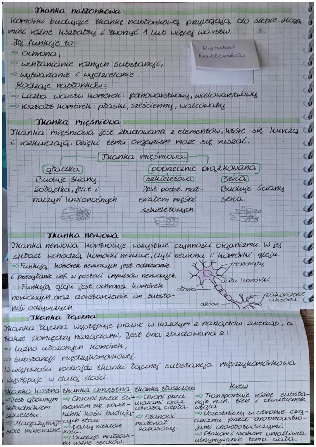 hiowgia
Wspólne cechy zwienąt
⇒sa organizmami wielokomórkowymi
⇒ ich komórki mają jądro, nie zawierają chroloplastów oraz
ściany komórkowej
