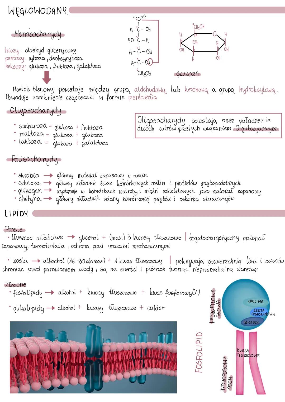 <h2 id="mikroelementyimakroelementy">Mikroelementy i makroelementy</h2>
<p>W organizmie człowieka istnieje wiele mikroelementów i makroeleme