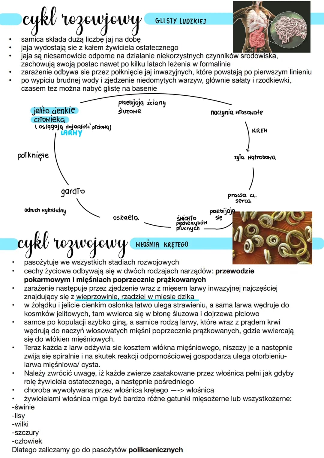 nicienie
Środowisko życia
↳ wodne
4
●
na lądzie
zwierzęta o obłym nieczłonowanym ciele
budowa
ciało obie- w przekroju popnecanym podobne do 