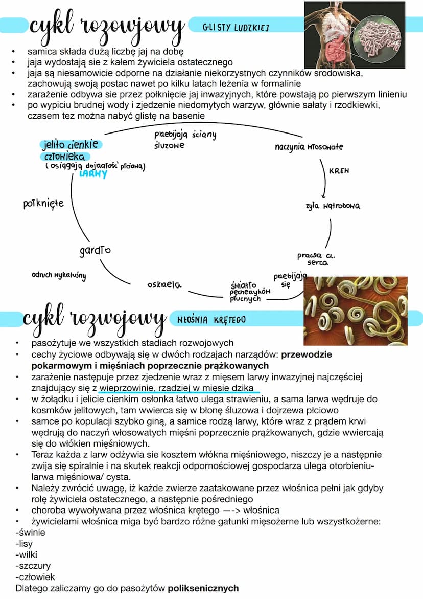 nicienie
Środowisko życia
↳ wodne
4
●
na lądzie
zwierzęta o obłym nieczłonowanym ciele
budowa
ciało obie- w przekroju popnecanym podobne do 
