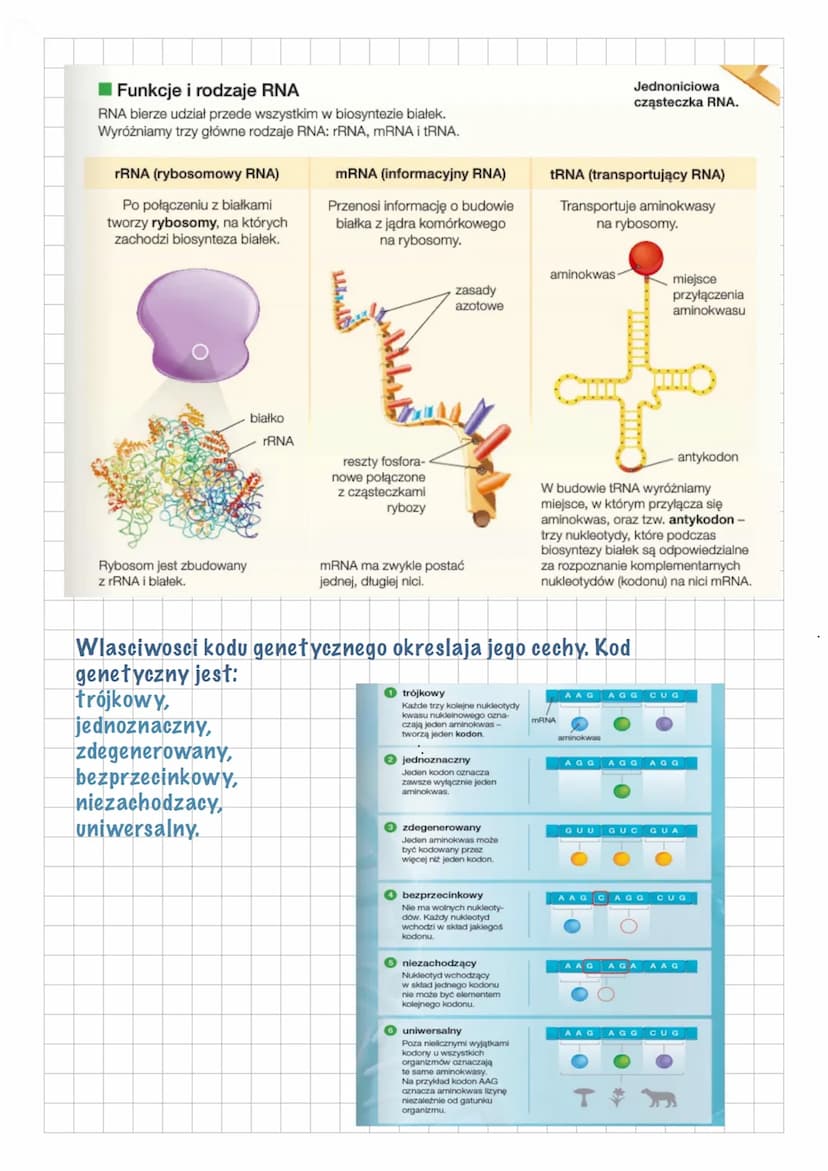 GENETYKA MOLEKULARNA
Czym sa geny?
Geny sa podstawowymi jednostkami dziedziczenia.
Pojedynczy gen to fragment DNA, ktory zawiera informacje
